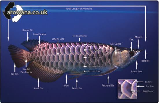 Arowana Body Map