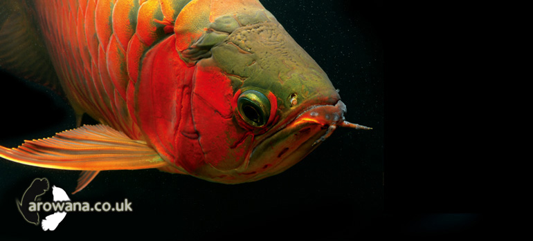 Buy & Import Arowana in the UK