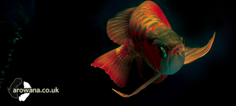Buy & Import Arowana in the UK