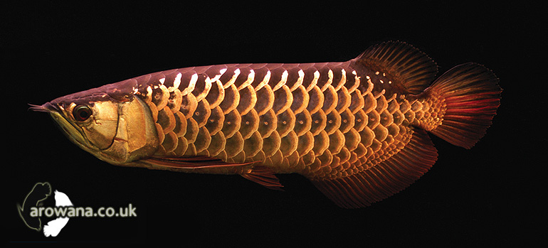 Buy & Import Arowana in the UK