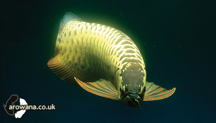 Arowana Golden