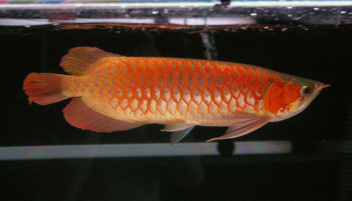 Super Red Arowana - 0047
